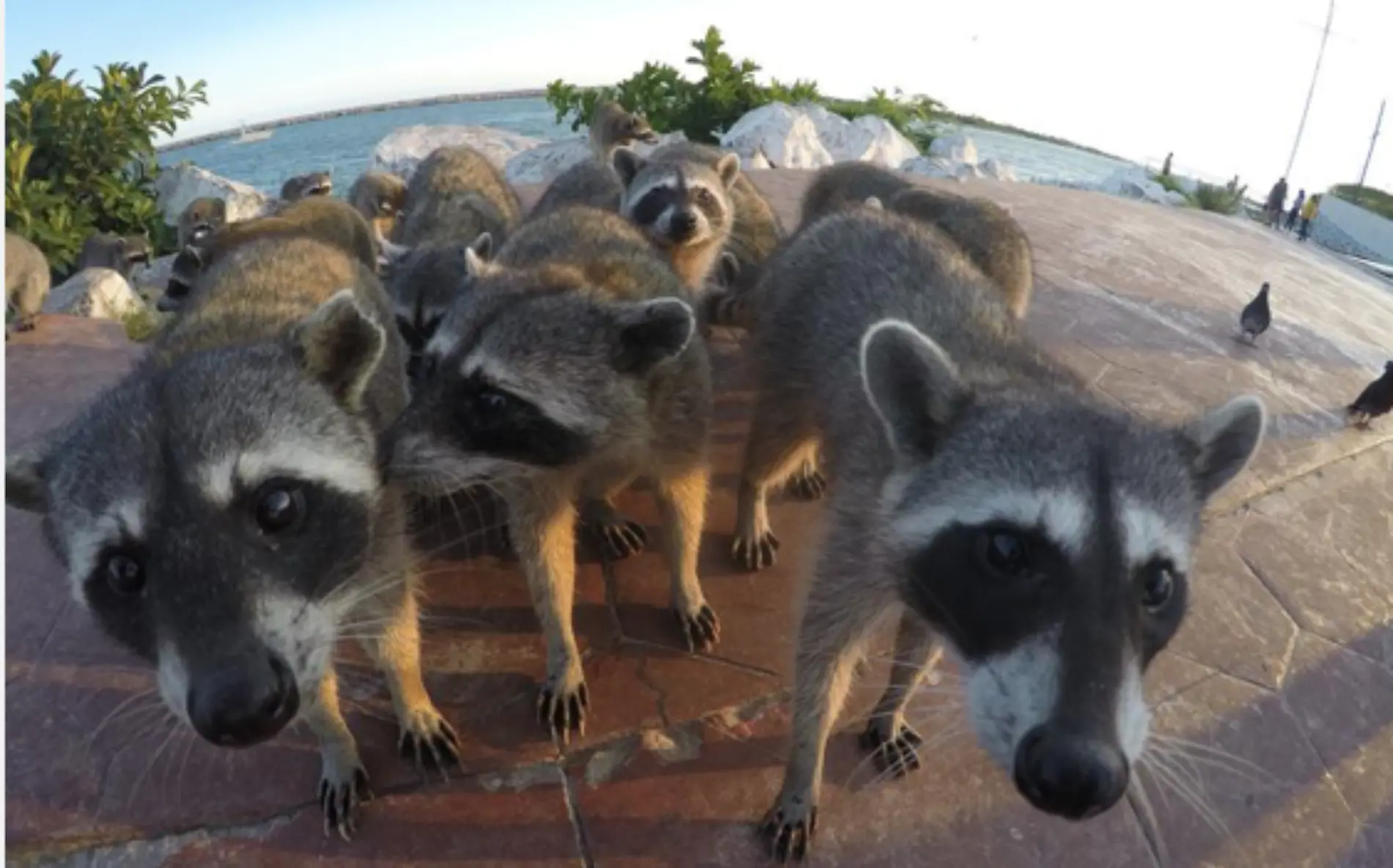 Mapaches de Miramar desplazados por la urbanización